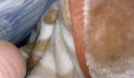 Wiejskie miłośnicy jeść siebie kobieta chcę iść seks starsze mamuski
